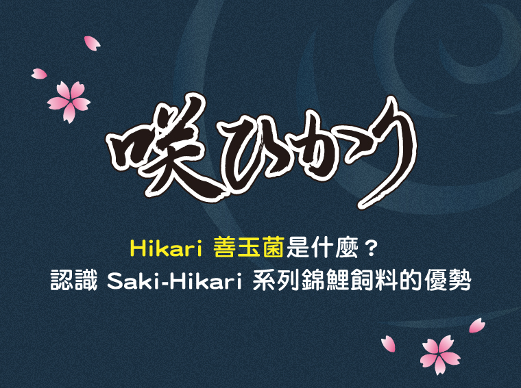 「Hikari 善玉菌」是什麼？Saki-Hikari 系列錦鯉飼料的優勢
